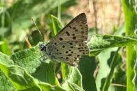 Lycaena tityrus