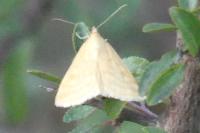 Sitochroa verticalis