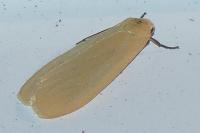 Wittia sororcula