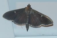 Cydalima perspectalis