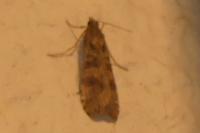 Nomophila noctuella
