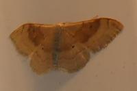 Idaea degeneraria