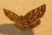 Ematurga atomaria
