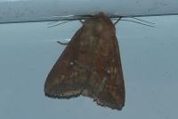 Mythimna albipuncta