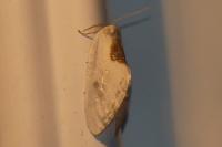 Cilix hispanica