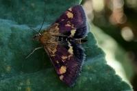 Pyrausta aurata