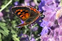 Lycaena phlaeas