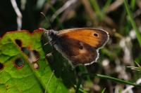 Pyronia tithonus