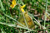 Colias crocea