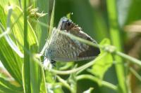 Lampides boeticus