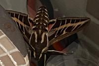Hyles livornica