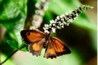 Pyronia tithonus