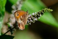 Pyronia tithonus