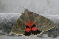 Catocala elocata