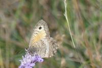 Arethusana arethusa