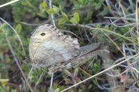 Arethusana arethusa
