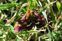 Pyrausta purpuralis