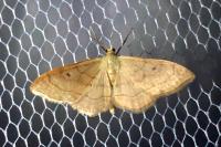 Idaea rubraria