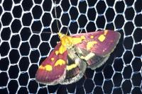Pyrausta purpuralis