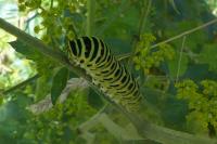 Papilio machaon