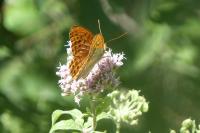 Argynnis paphia