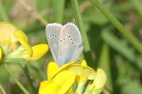 Cyaniris semiargus