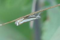 Crambus pascuella