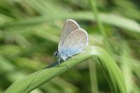 Cyaniris semiargus