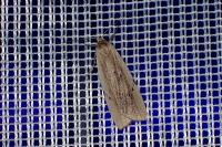Pelosia muscerda