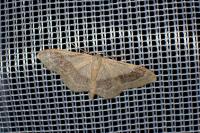 Idaea aversata