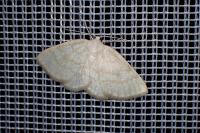 Cabera exanthemata