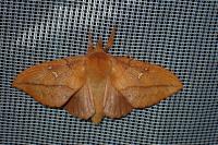 Euthrix potatoria