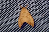 Falcaria lacertinaria