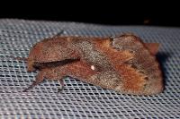 Dendrolimus pini