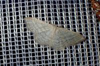 Idaea subsericeata