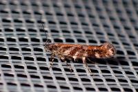 Aristotelia ericinella