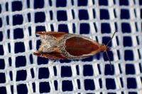 Ancylis unculana