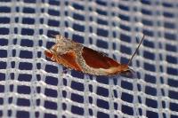 Ancylis unculana