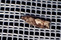 Epinotia immundana