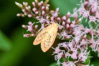 Miltochrista miniata