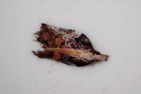 Acleris cristana
