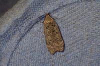 Anacampsis blattariella/populella
