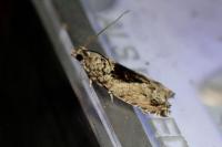 Epinotia nisella