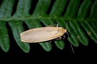 Katha depressa