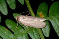 Achroia grisella