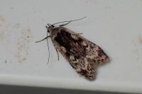 Anacampsis blattariella/populella