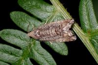 Cydia splendana
