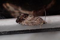 Cydia splendana