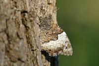 Hipparchia fagi