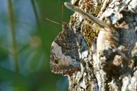 Hipparchia fagi